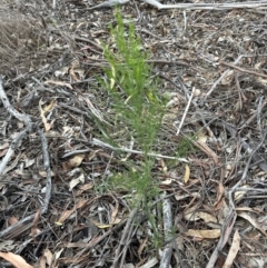 Exocarpos cupressiformis at Yarralumla, ACT - 6 Feb 2024