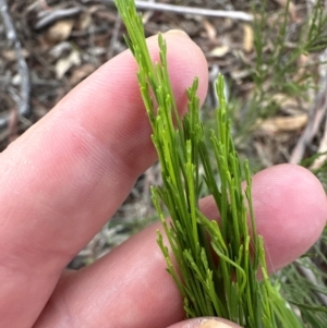 Exocarpos cupressiformis at Yarralumla, ACT - 6 Feb 2024