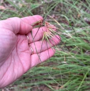 Themeda triandra at Yarralumla, ACT - 6 Feb 2024