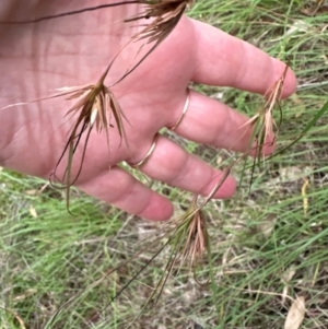 Themeda triandra at Yarralumla, ACT - 6 Feb 2024