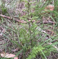Cheilanthes sieberi subsp. sieberi (Narrow Rock Fern) at Yarralumla, ACT - 6 Feb 2024 by lbradley