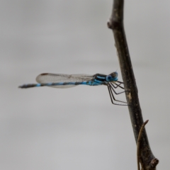 Austrolestes annulosus (Blue Ringtail) at Belconnen, ACT - 11 Dec 2022 by KorinneM