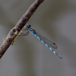 Austrolestes annulosus at Lake Ginninderra - 11 Dec 2022