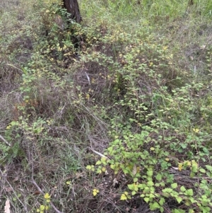 Rubus parvifolius at Yarralumla, ACT - 6 Feb 2024