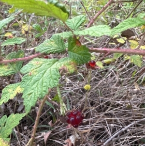 Rubus parvifolius at Yarralumla, ACT - 6 Feb 2024