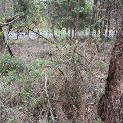 Rosa rubiginosa at Yarralumla, ACT - 6 Feb 2024