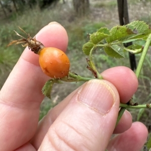 Rosa rubiginosa at Yarralumla, ACT - 6 Feb 2024 07:19 PM