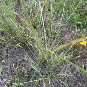 Sporobolus creber at Aranda Bushland - 6 Feb 2024