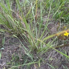 Sporobolus creber (Slender Rat's Tail Grass) at Yarralumla, ACT - 6 Feb 2024 by lbradley