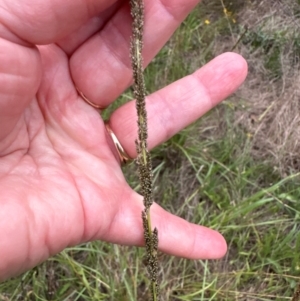 Sporobolus creber at Yarralumla, ACT - 6 Feb 2024