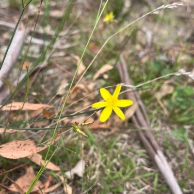 Tricoryne elatior (Yellow Rush Lily) at Burrinjuck, NSW - 4 Feb 2024 by SonyaDuus