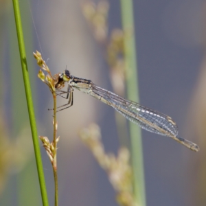 Ischnura heterosticta at Lake Ginninderra - 11 Dec 2022