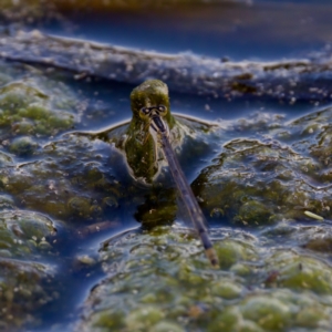 Ischnura heterosticta at Lake Ginninderra - 11 Dec 2022