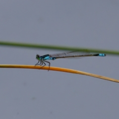 Ischnura heterosticta at Lake Ginninderra - 11 Dec 2022