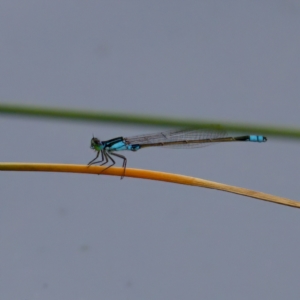 Ischnura heterosticta at Lake Ginninderra - 11 Dec 2022