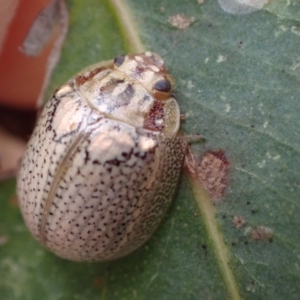 Paropsisterna laesa at Murrumbateman, NSW - 6 Feb 2024