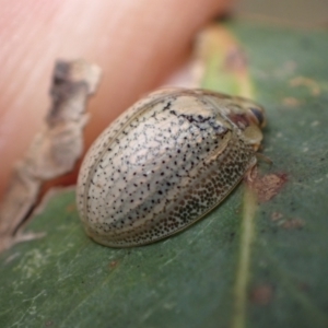 Paropsisterna laesa at Murrumbateman, NSW - 6 Feb 2024