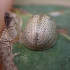 Paropsisterna laesa at Murrumbateman, NSW - 6 Feb 2024