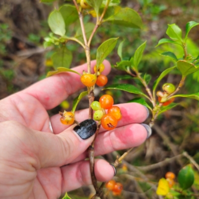 Coprosma hirtella (Currant Bush) at Tidbinbilla Nature Reserve - 6 Feb 2024 by Csteele4