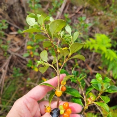 Coprosma hirtella at Tidbinbilla Nature Reserve - 6 Feb 2024