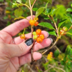 Coprosma hirtella at Tidbinbilla Nature Reserve - 6 Feb 2024