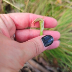 Diplodium decurvum (Summer greenhood) at Paddys River, ACT - 6 Feb 2024 by Csteele4
