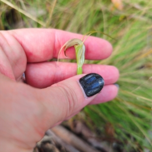 Diplodium decurvum at Tidbinbilla Nature Reserve - suppressed