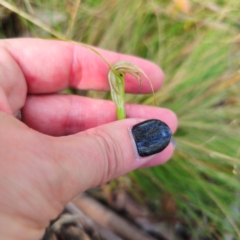 Diplodium decurvum at Tidbinbilla Nature Reserve - 6 Feb 2024