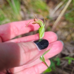 Diplodium decurvum (Summer greenhood) at Tidbinbilla Nature Reserve - 6 Feb 2024 by Csteele4