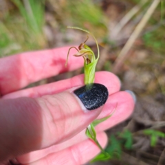 Diplodium decurvum at Tidbinbilla Nature Reserve - suppressed