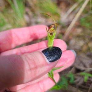 Diplodium decurvum at Tidbinbilla Nature Reserve - suppressed