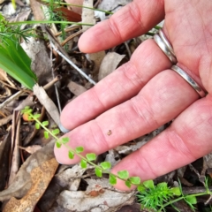 Asplenium flabellifolium (Necklace Fern) at Tidbinbilla Nature Reserve - 6 Feb 2024 by Csteele4