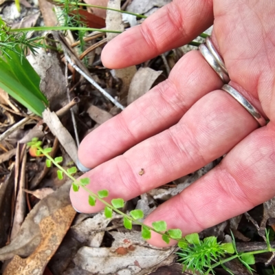 Asplenium flabellifolium (Necklace Fern) at Tidbinbilla Nature Reserve - 6 Feb 2024 by Csteele4