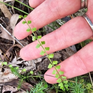 Asplenium flabellifolium at Tidbinbilla Nature Reserve - 6 Feb 2024