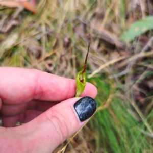 Diplodium sp. at Tidbinbilla Nature Reserve - 6 Feb 2024