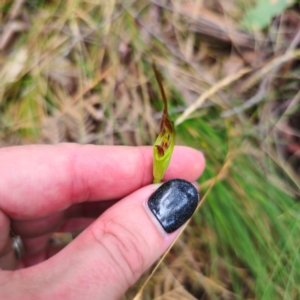 Diplodium sp. at Tidbinbilla Nature Reserve - 6 Feb 2024