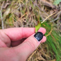 Diplodium sp. at Tidbinbilla Nature Reserve - 6 Feb 2024