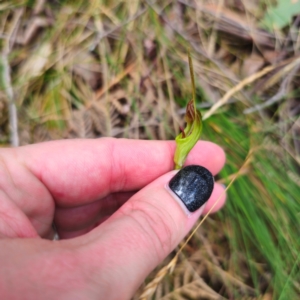 Diplodium sp. at Tidbinbilla Nature Reserve - 6 Feb 2024