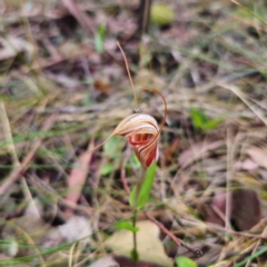 Diplodium coccinum (Scarlet Greenhood) at Paddys River, ACT - 6 Feb 2024 by Csteele4