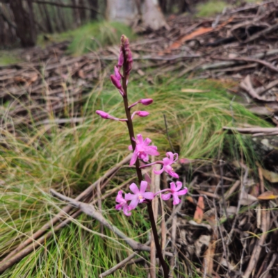 Dipodium roseum (Rosy Hyacinth Orchid) at Tidbinbilla Nature Reserve - 6 Feb 2024 by Csteele4