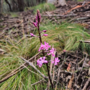 Dipodium roseum at Tidbinbilla Nature Reserve - suppressed