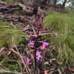 Dipodium roseum at Tidbinbilla Nature Reserve - suppressed