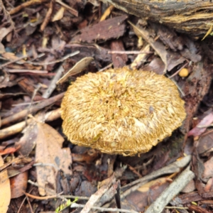 Boletellus sp. at Tidbinbilla Nature Reserve - 6 Feb 2024