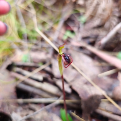 Chiloglottis reflexa (Short-clubbed Wasp Orchid) at Tidbinbilla Nature Reserve - 6 Feb 2024 by Csteele4