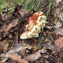 Russula sp. (genus) (Russula) at Tidbinbilla Nature Reserve - 6 Feb 2024 by Csteele4