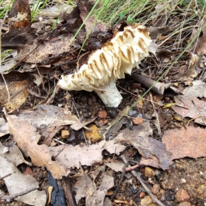 Russula sp. (genus) at Tidbinbilla Nature Reserve - 6 Feb 2024