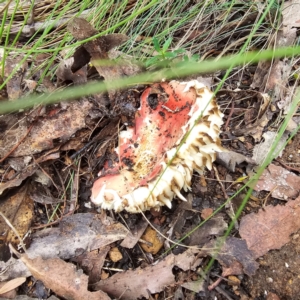 Russula sp. (genus) at Tidbinbilla Nature Reserve - 6 Feb 2024 02:03 PM