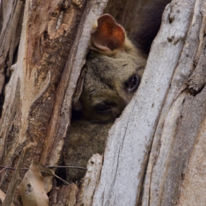 Trichosurus vulpecula at Lake Ginninderra - 11 Dec 2022