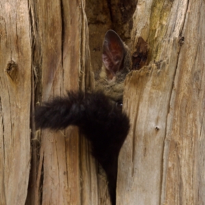 Trichosurus vulpecula at Lake Ginninderra - 11 Dec 2022 04:22 PM