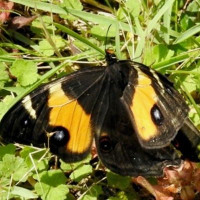 Tisiphone abeona (Varied Sword-grass Brown) at South East Forest National Park - 3 Feb 2024 by KMcCue